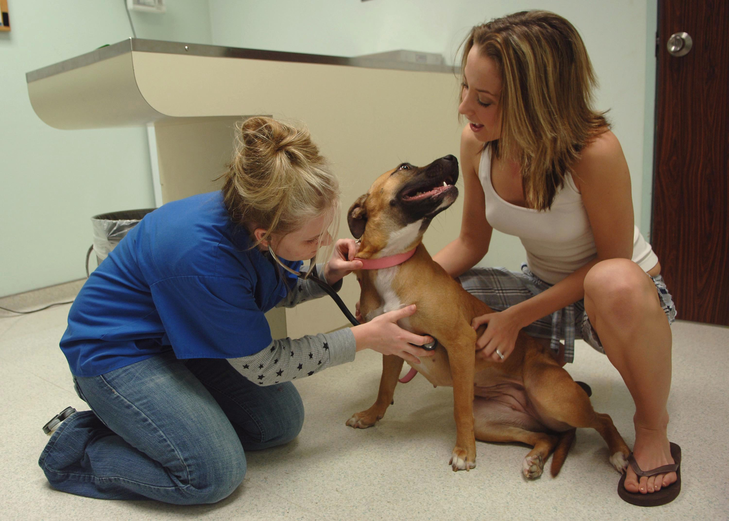 Vet examines dog