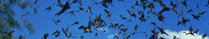 bats