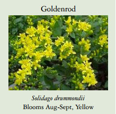 Goldenrod