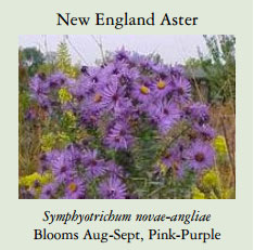 New-England-Aster