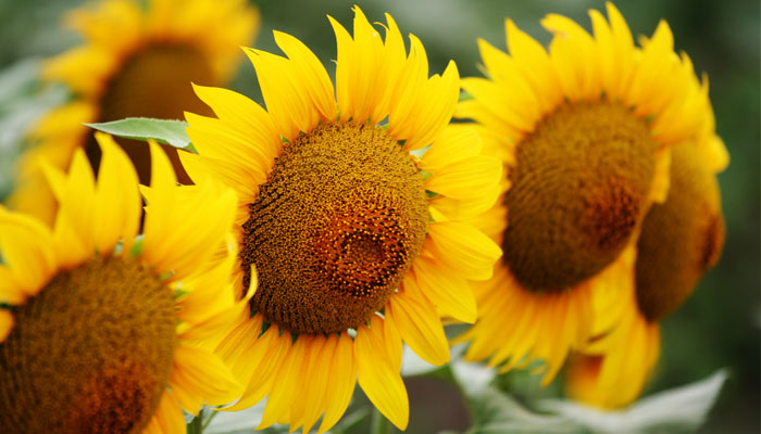 Sunflowers