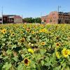 Field of Sunflowers: Photo by Richard Reilly