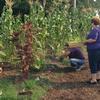 Tending the garden: Photo by Rachel Kerr