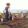 Mississippian garden planting: Photo by Rachel Kerr