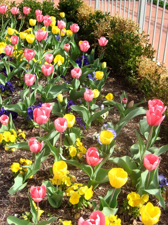 Jewel Box Tulips 2011 011a