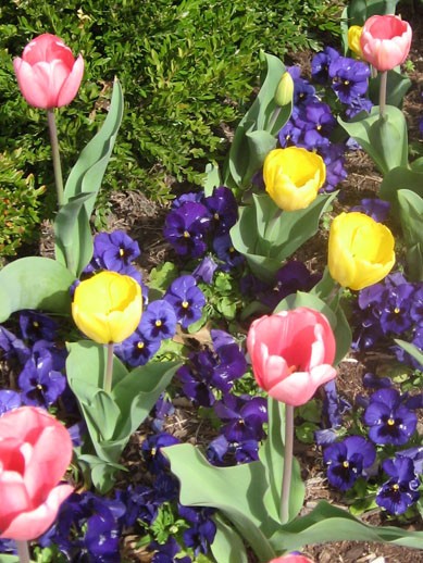 Jewel Box Tulips 2011 012a