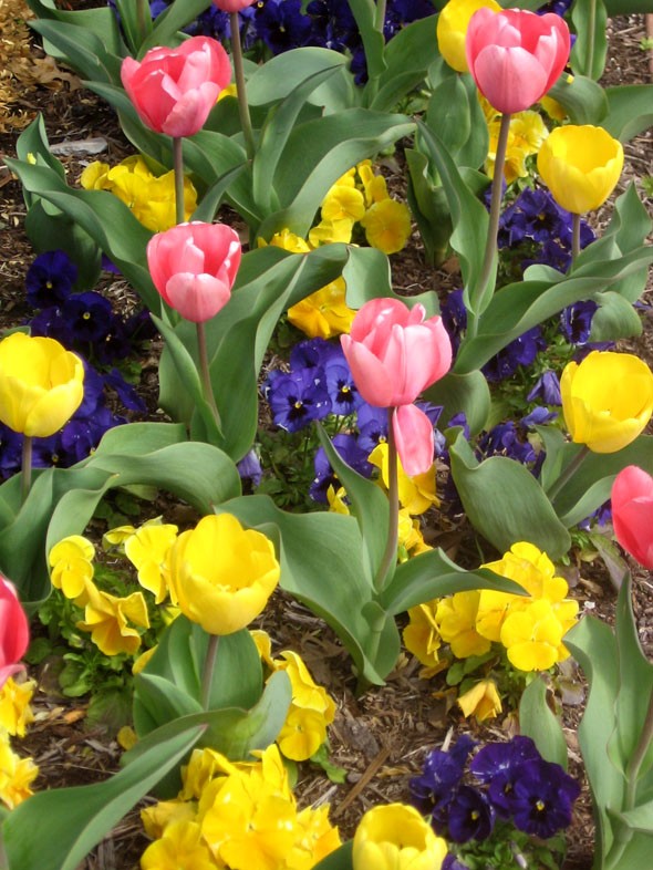 Jewel Box Tulips 2011 013a