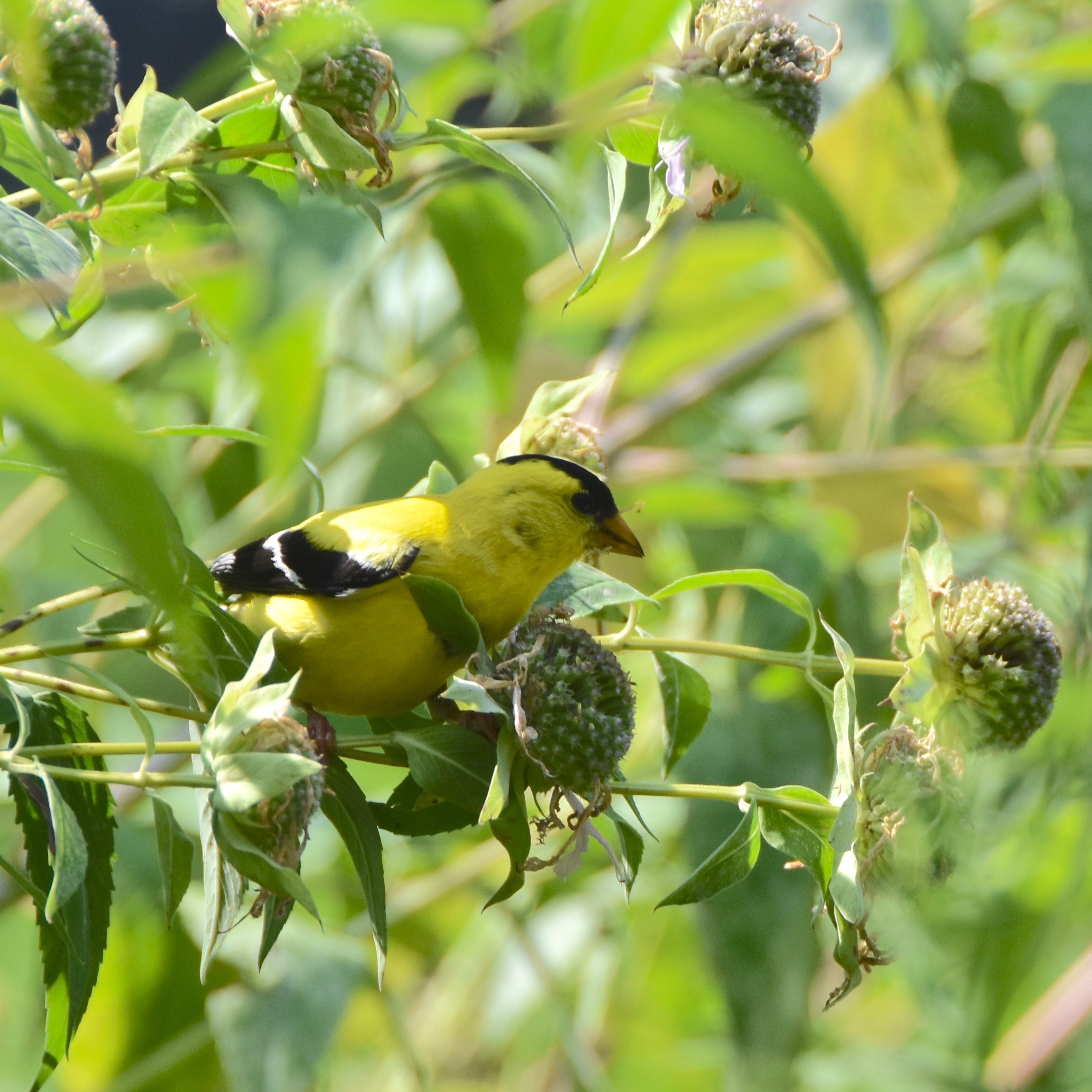 Goldfinch Bird