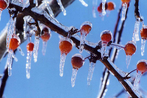 Iced Berries